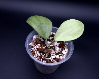 Hoya Sp. Kalimantan 'mini Coin' Silver. - Etsy Canada