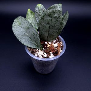 Peut inclure: Une petite plante aux feuilles épaisses et ovales présentant un motif marbré argenté et vert, plantée dans un pot en plastique transparent rempli d'un mélange de terreau avec de la perlite blanche et des fibres de coco brunes.
