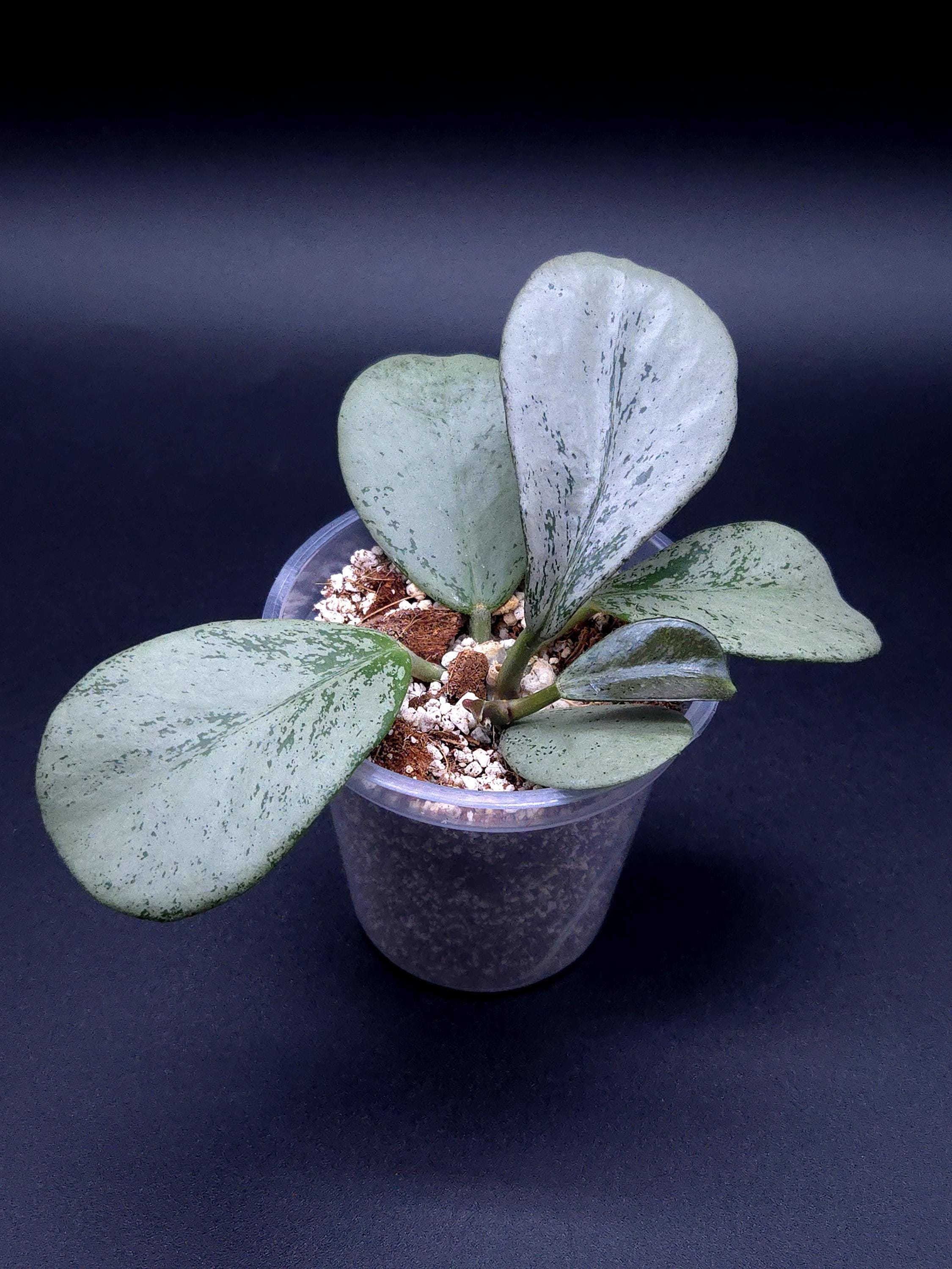 Hoya Sp. Chiang Dao Silver. - Etsy Canada