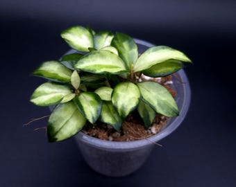 その他観葉植物 lacunosa minara &kentiana 'Lori rinn' Hoya Lacunosa Queen Midori. - Etsy Canada