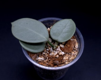 Hoya Grey Fairy.