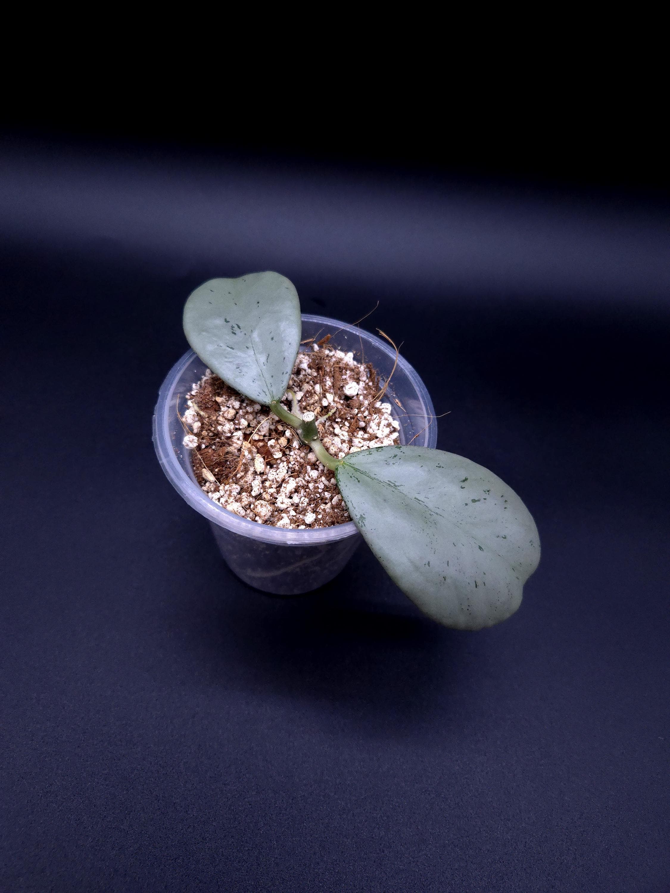 その他観葉植物 Hoya sp. Chiang Dao Hoya Sp. Chiang Dao Silver. - Etsy Canada