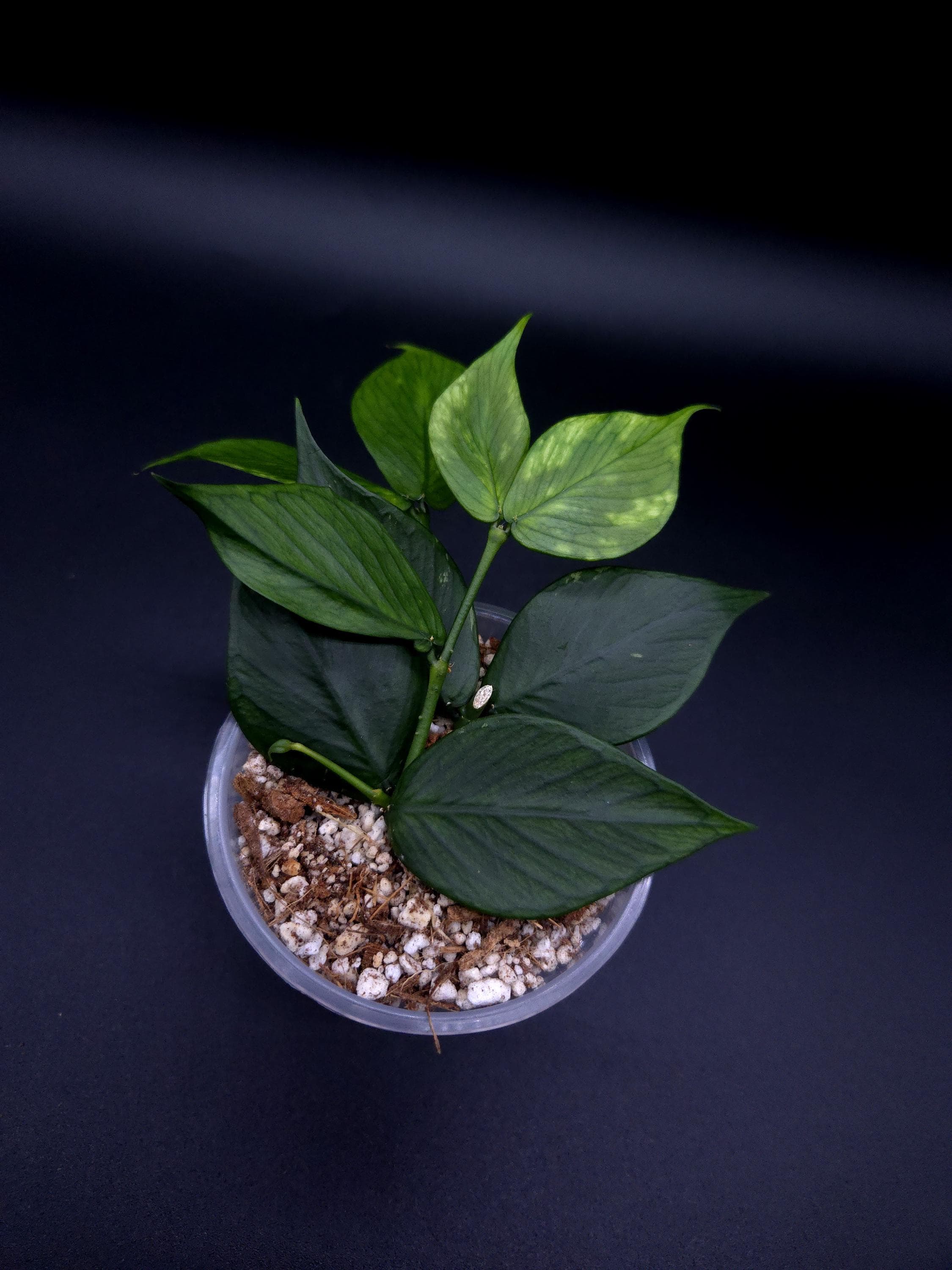 Hoya Polyneura Splash. - Etsy Canada