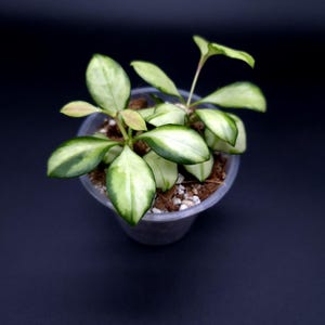 Peut inclure: Une petite plante Hoya aux feuilles panachées présentant des centres verts et des marges blanc crème, en pot dans un récipient en plastique transparent rempli d'un mélange de terreau avec perlite et fibre de coco, vue de dessus.