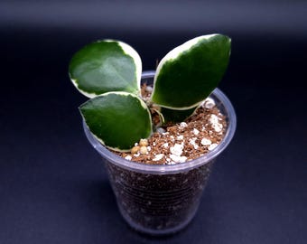 Hoya Carnosa Argentea Princess. - Etsy Canada
