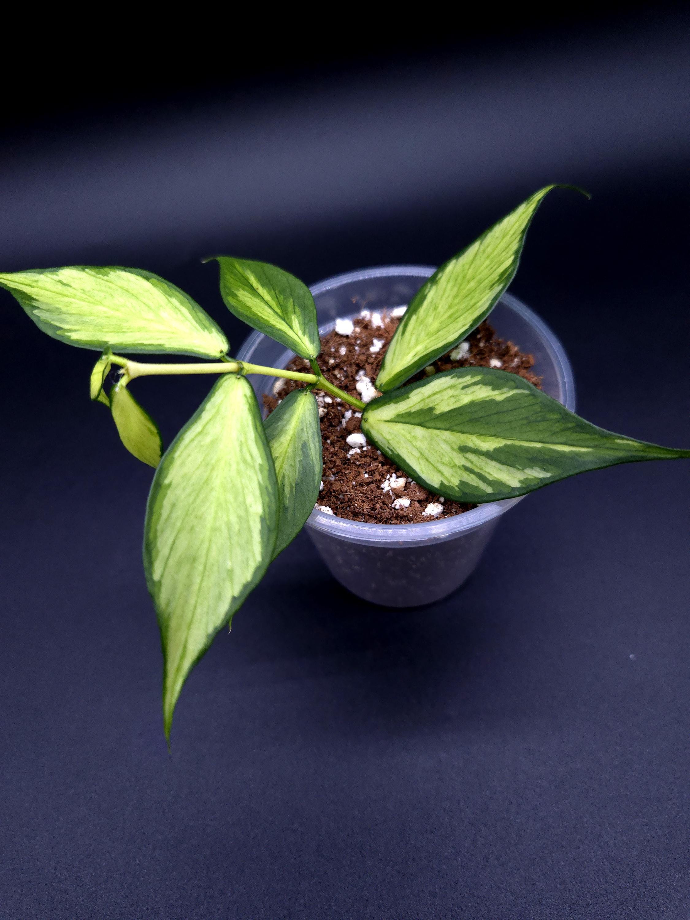 Hoya polyneura 斑入り？ Hoya Polyneura Outer Variegated (66) | plantsbymelissa