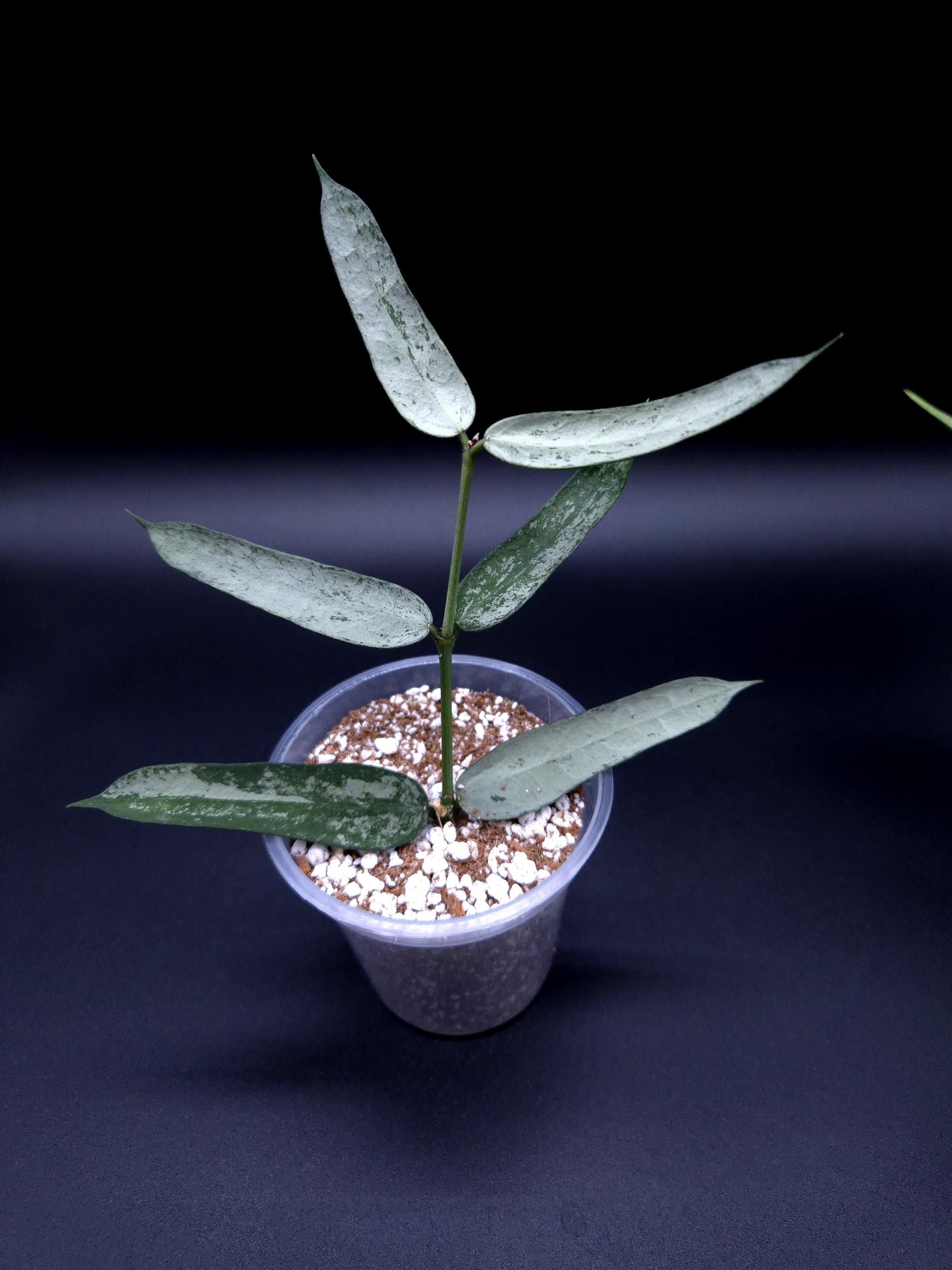 GWセール　珍種Hoya Pandurata Viet Silverサクララン Hoya Pandurata (silver/splash). - Etsy Canada