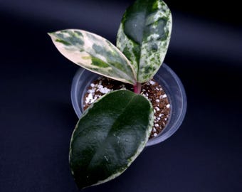 その他観葉植物 Hoya Veilata silver heart Hoya verticillata 'Heart Leaf Silver' #6741