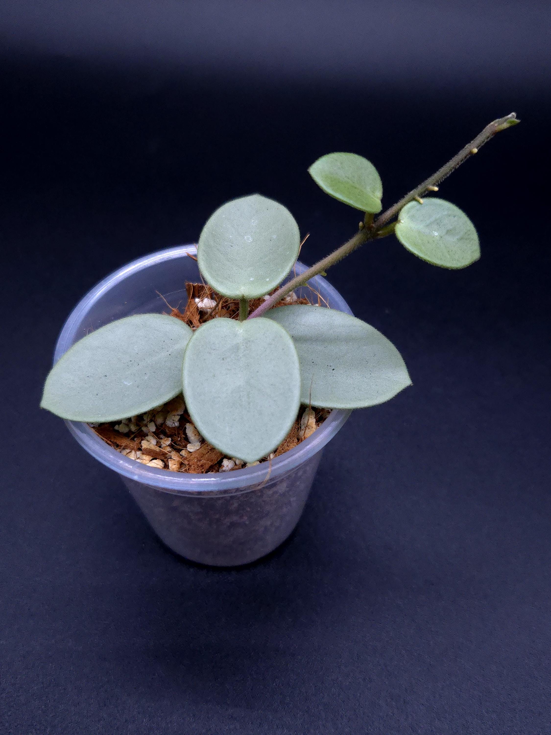 その他観葉植物 hoya mathilde greyfairy Hoya Mathilde Grey Fairy - Etsy Canada