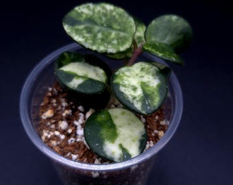 Hoya carnosa ‘Argentea Princess’② Hoya carnosa 'Argentea Princess' : r/hoyas