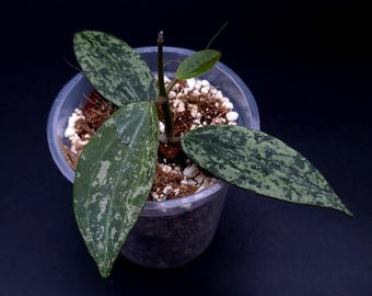 Hoya Sp. Kalimantan 'mini Coin' Silver. - Etsy Canada