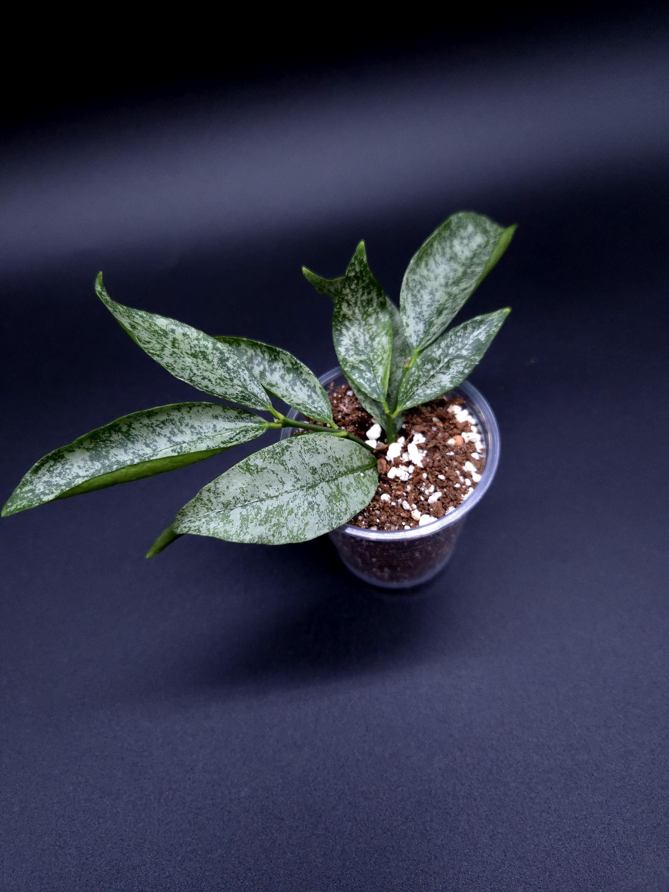 Hoya carnosa ‘Argentea Princess’① maxresdefault.jpg?sqp=-