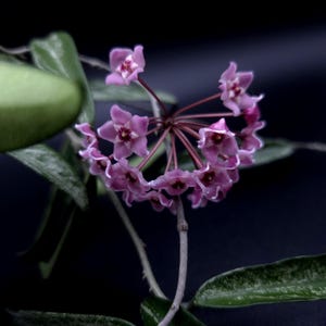 May include: A cluster of star-shaped pink Hoya flowers with dark centres, arranged in a spherical umbel. The blooms are attached to a thin, light-coloured stem, surrounded by elongated, dark green, speckled leaves against a solid black background.