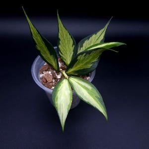 Hoya Polyneura Splash. - Etsy Canada