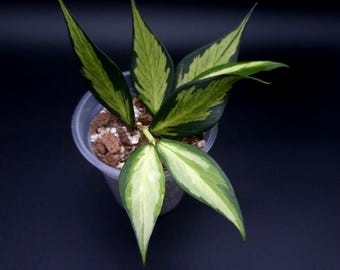 Hoya Sp. Chiang Dao Silver. - Etsy Canada