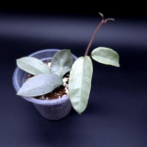 Hoya Argentea Princess - Etsy Canada