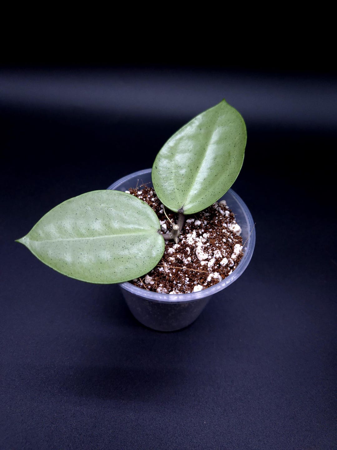Hoya Verticillata (silver Heart). - Etsy Canada