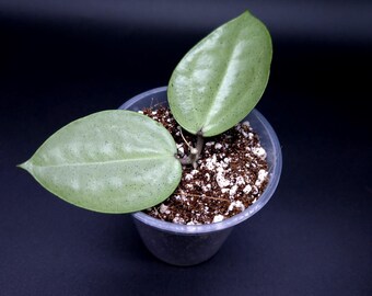 Hoya Carnosa Argentea Princess. - Etsy Canada