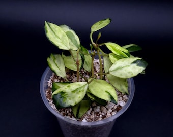 その他観葉植物 lacunosa minara &kentiana 'Lori rinn' Lacunosa Minara : r/hoyas