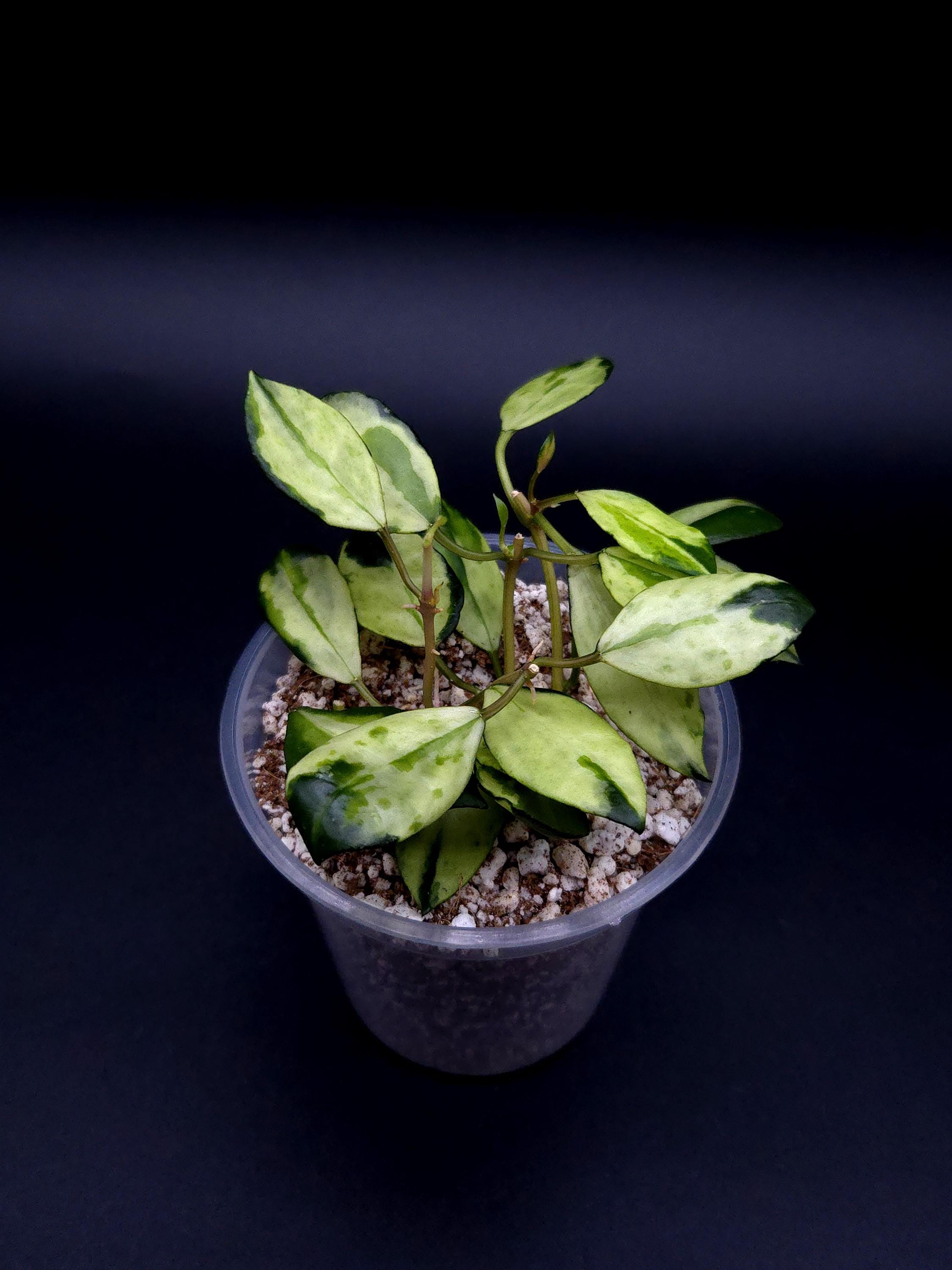 その他観葉植物 lacunosa minara &kentiana 'Lori rinn' Hoya Lacunosa Minara. - Etsy Canada