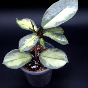 Hoya Carnosa Argentea Princess. - Etsy Canada