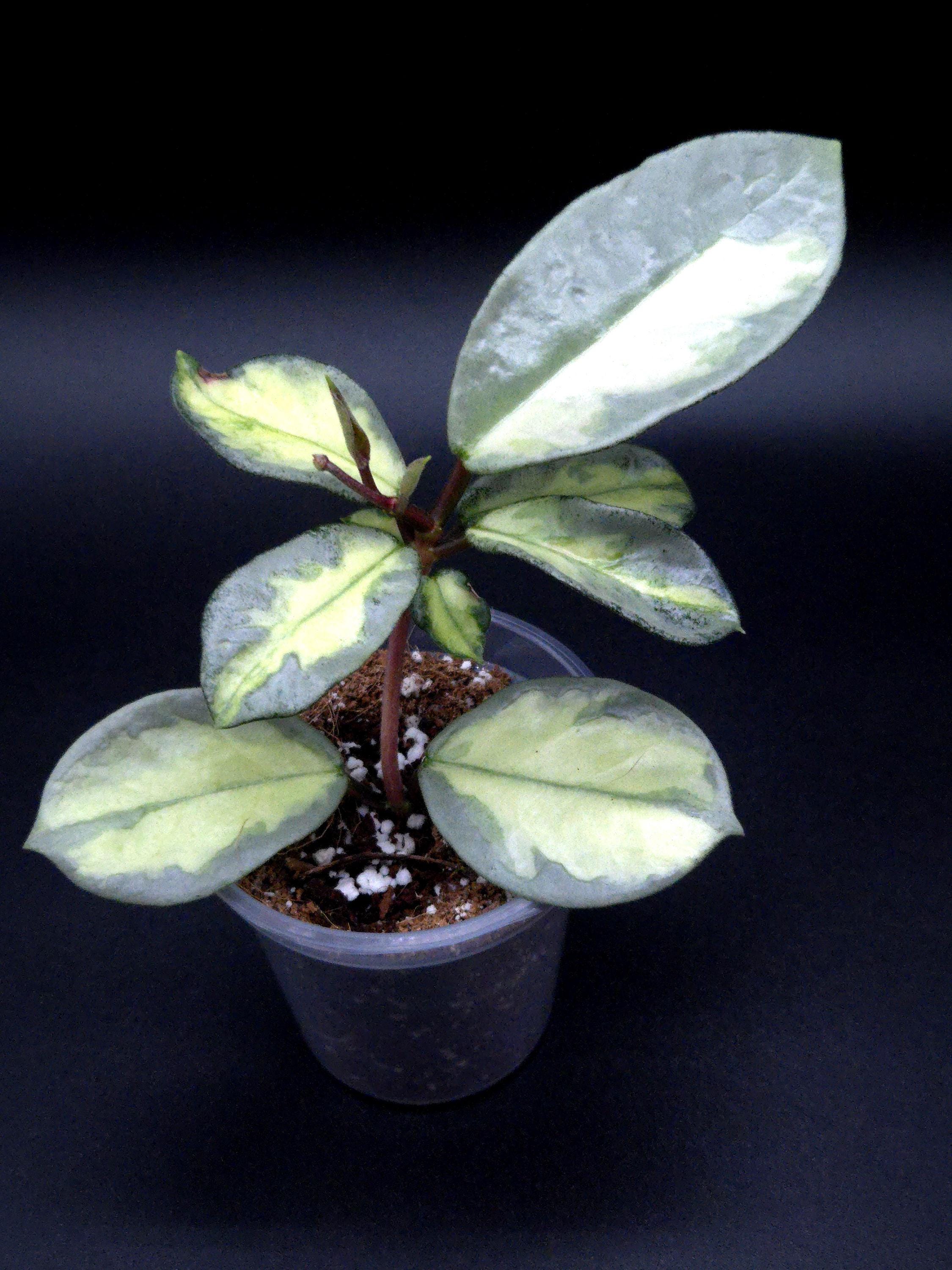 Hoya Carnosa Argentea Princess. - Etsy Canada