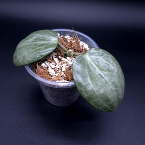 May include: A Hoya plant with two large, oval, silvery-green leaves featuring prominent veining. The plant is potted in a clear plastic container filled with a mixture of brown coconut coir and white perlite potting medium.