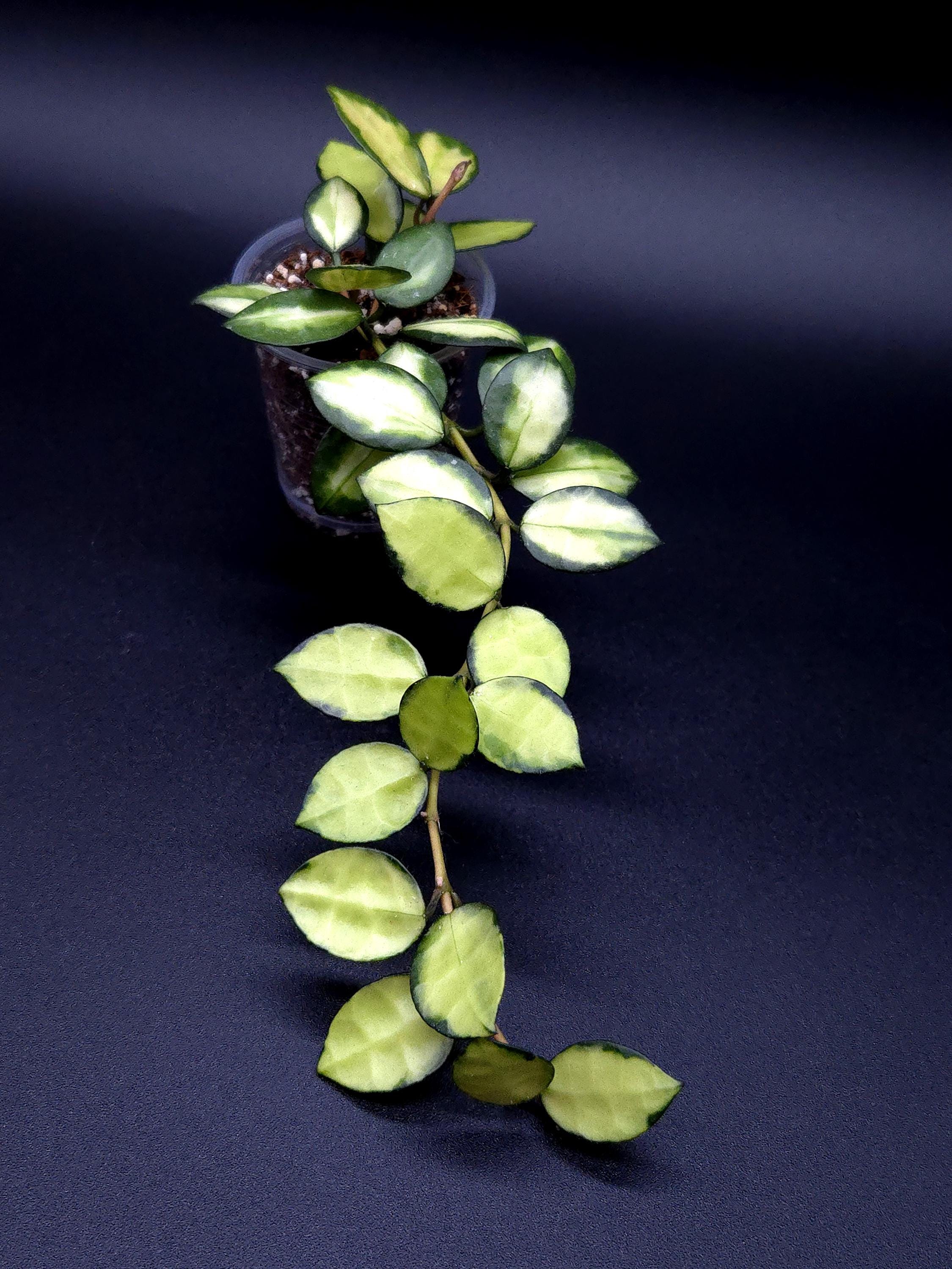 Hoya Lacunosa Queen Midori. - Etsy Canada