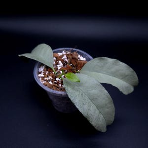 Peut inclure: Une petite plante avec trois grandes feuilles vert argenté pâle et une minuscule feuille centrale vert vif, plantée dans un récipient en plastique transparent rempli d'un mélange de copeaux de bois bruns et de perlite blanche.