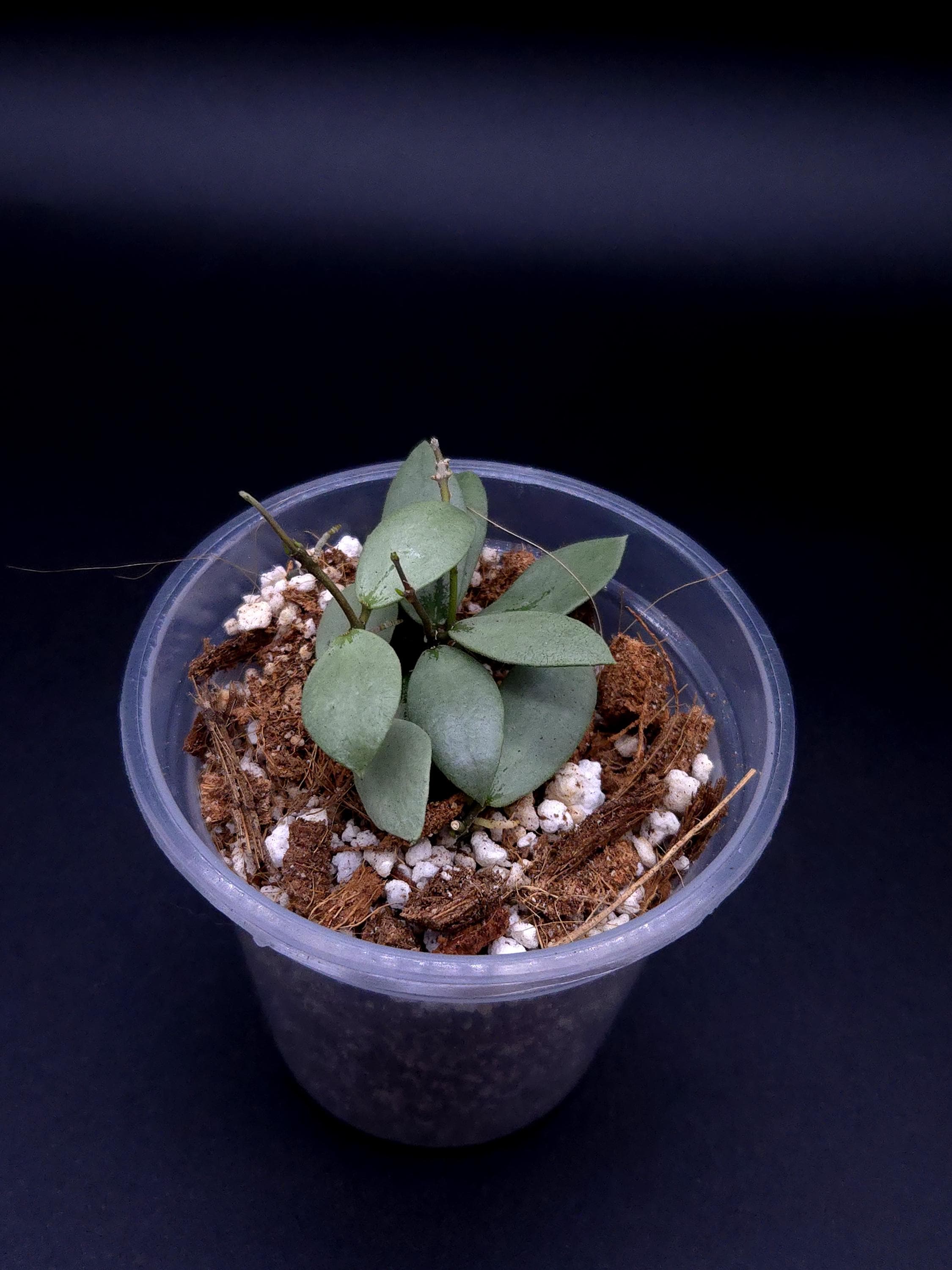 Hoya Sp. Kalimantan 'mini Coin' Silver. - Etsy Canada