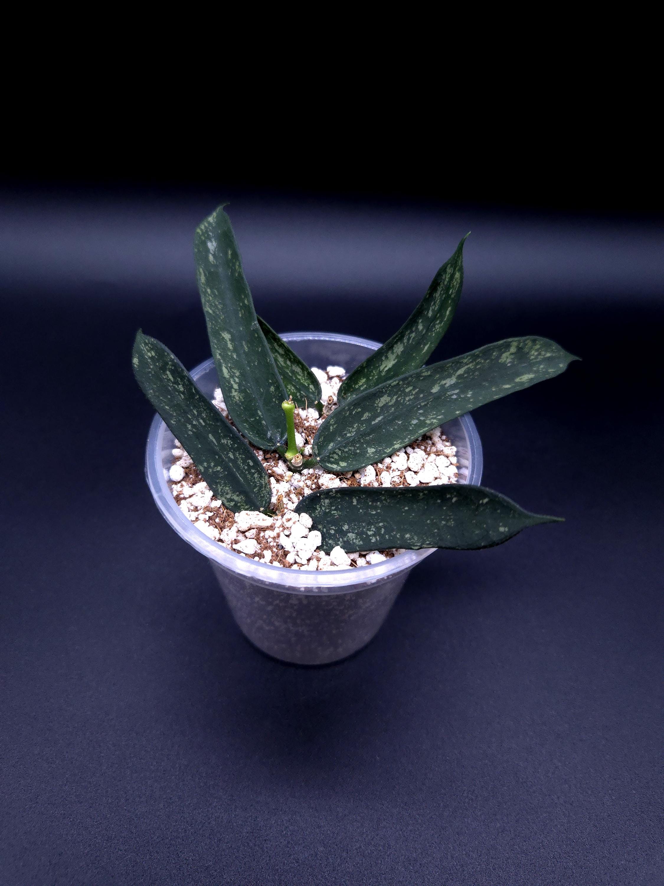 Hoya Pandurata Splash (china). - Etsy Canada