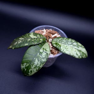 May include: A potted Hoya plant with three large, oval leaves. The leaves are a deep green with speckled white variegation. The plant is in a clear plastic pot. Dark background.