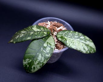 Hoya coin mini (karimantan) 　約５センチカップ Hoya Sp. Kalimantan Mini Coin Silver Splash Rooted Active Growth
