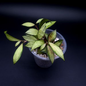 May include: A small Hoya plant with variegated leaves featuring light green centres and darker green margins, planted in a clear plastic pot filled with white perlite potting medium. The plant has multiple stems and pointed, waxy foliage.