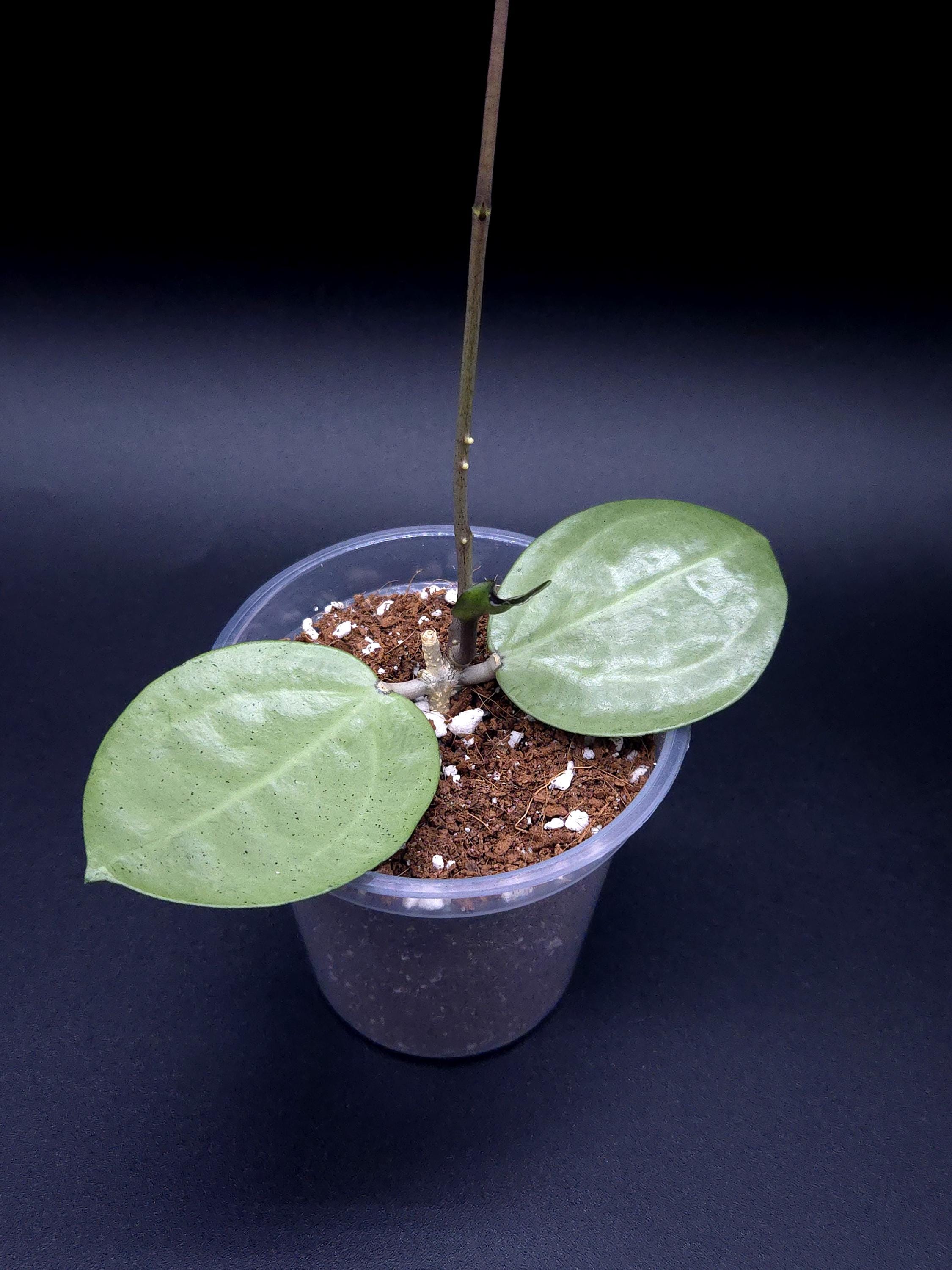 Hoya Latifolia Silver - Etsy Canada