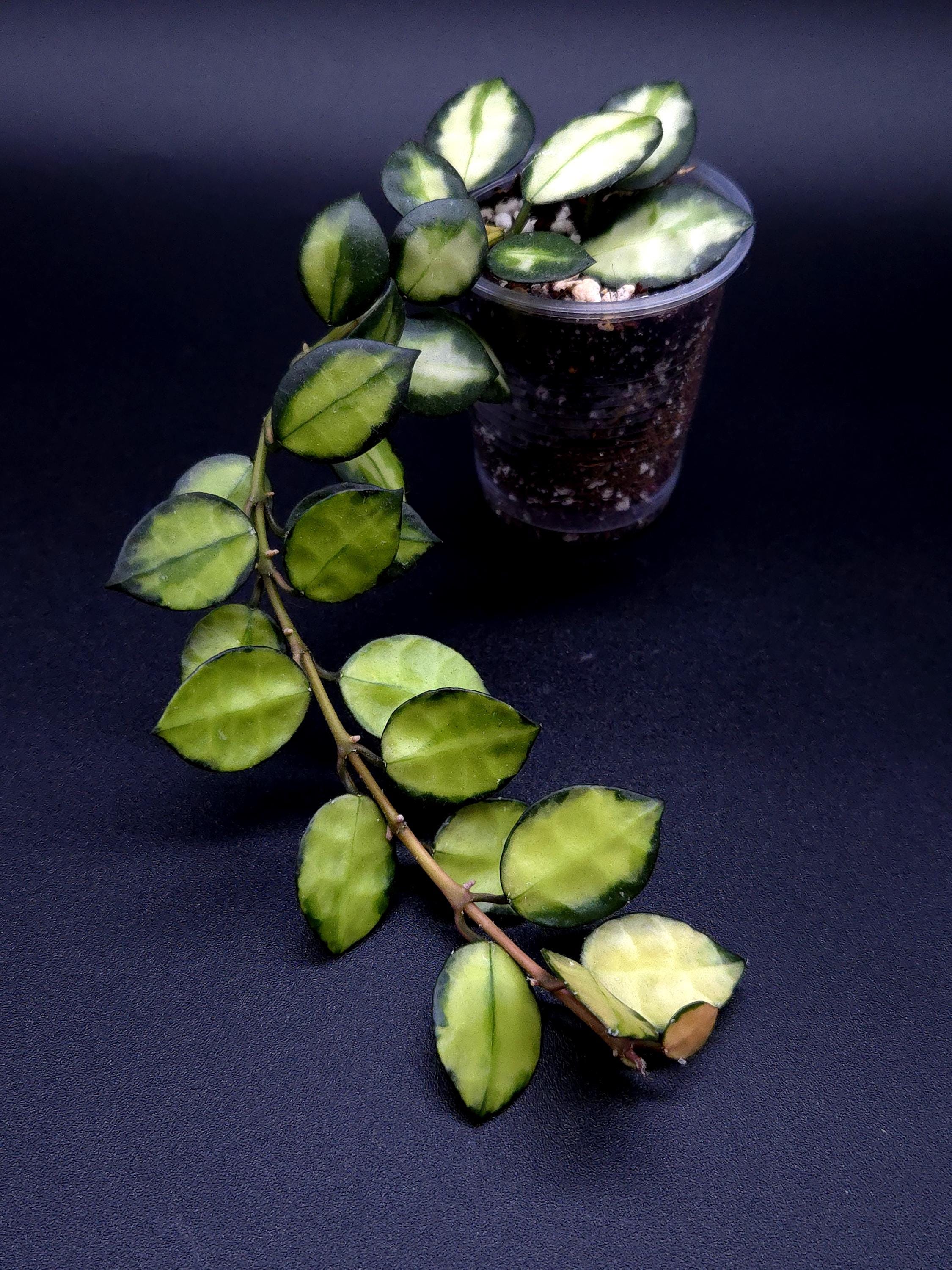 Hoya Lacunosa Queen Midori. - Etsy Canada