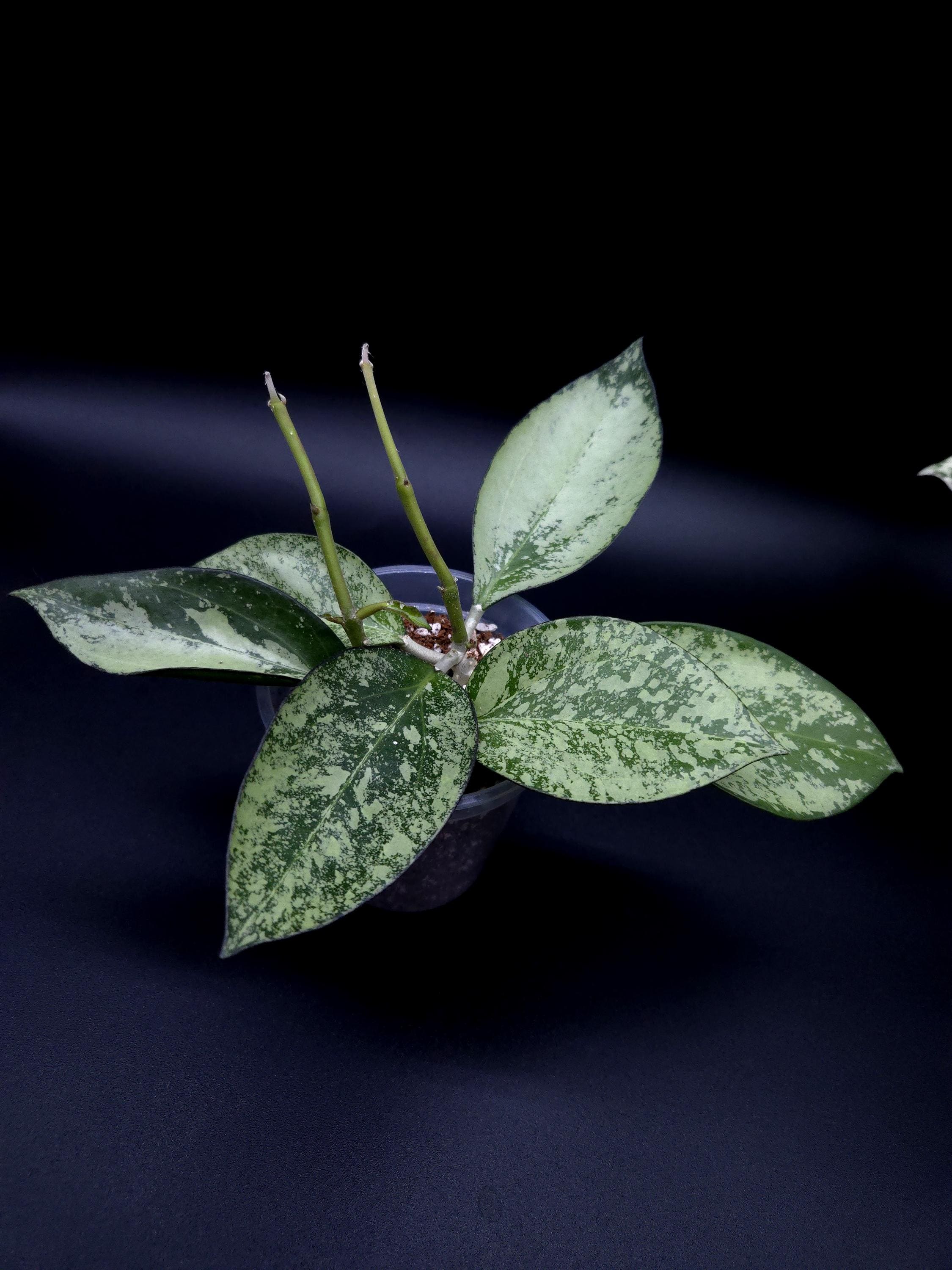 Hoya Latifolia Silver - Etsy Canada