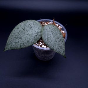 Peut inclure: Une plante Hoya avec deux feuilles épaisses et succulentes présentant un motif marbré vert argenté avec des taches vert foncé. La plante est en pot dans un petit récipient en plastique transparent rempli d'un terreau contenant de la perlite blanche.