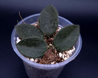 Hoya Thomsonii (Pink flowers).