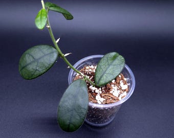 Hoya carnosa ‘Argentea Princess’② Hoya Carnosa Argentea Princess. - Etsy Canada