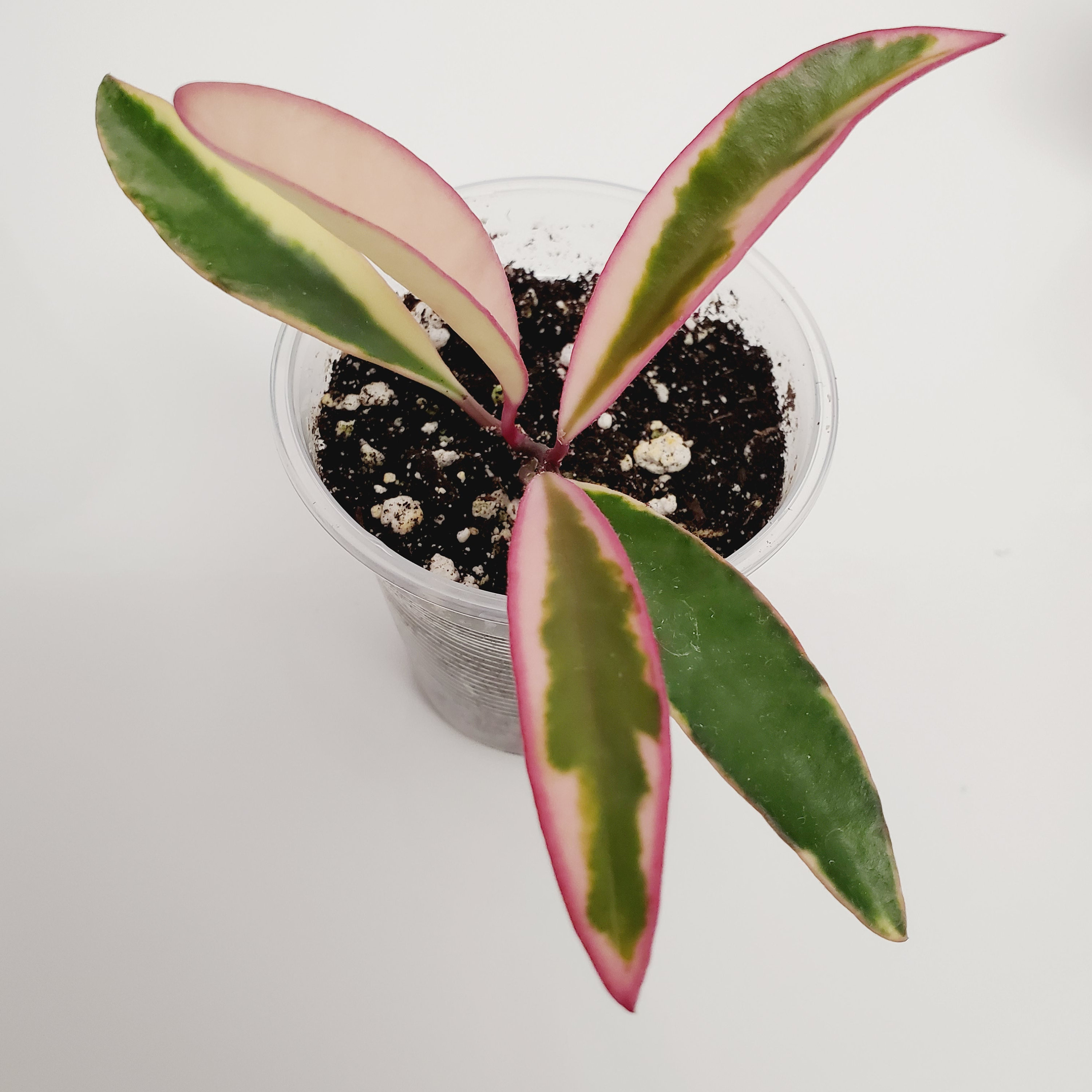 Hoya Kentiana Lori Lyn. Plant. - Etsy