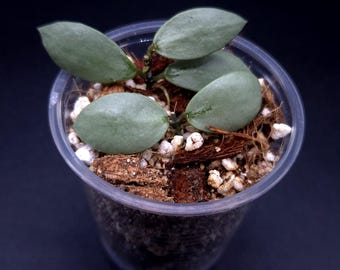 Hoya Sp. Kalimantan 'mini Coin' Silver. - Etsy Canada