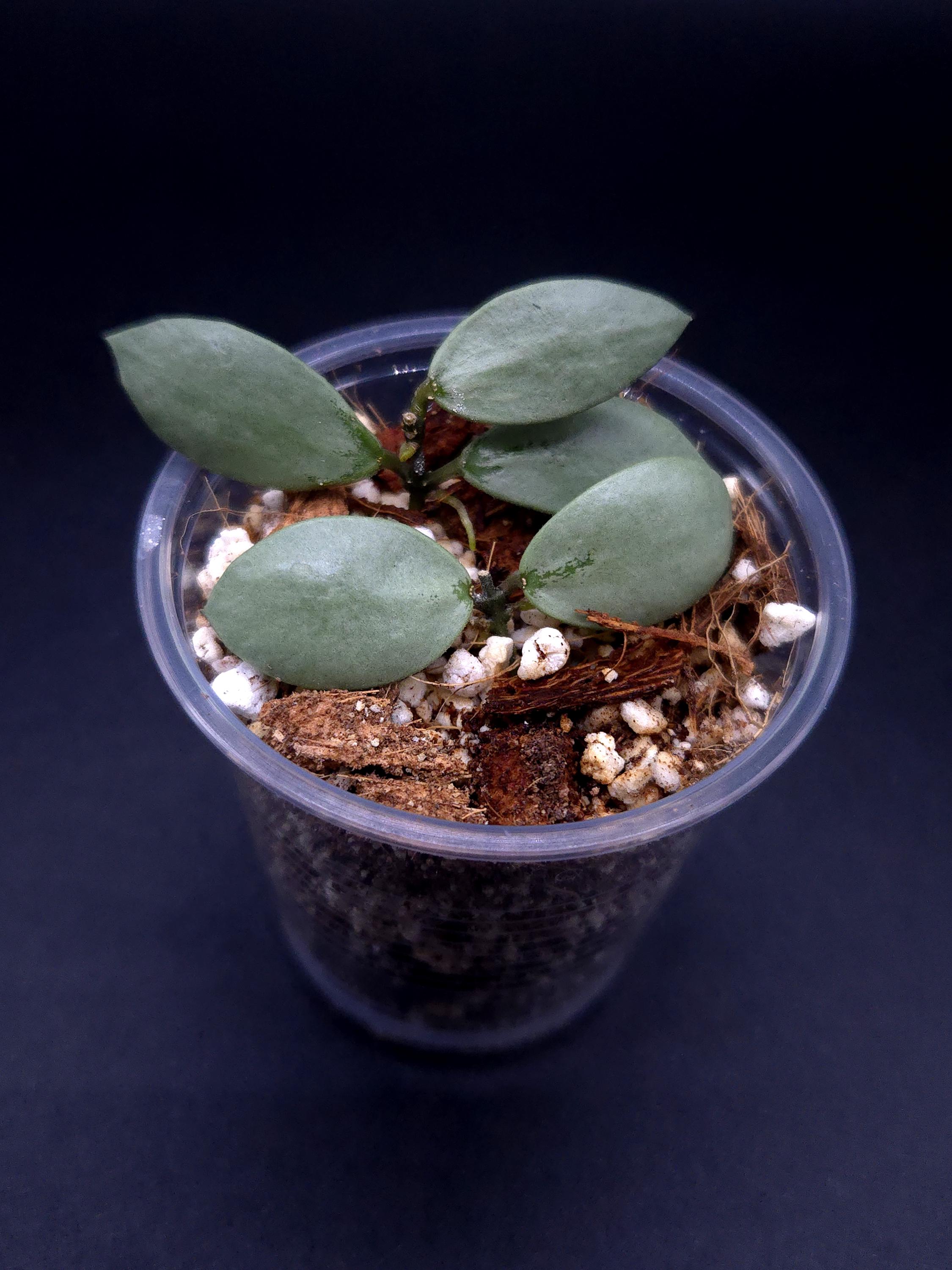Hoya Sp. Kalimantan 'mini Coin' Silver. - Etsy Canada