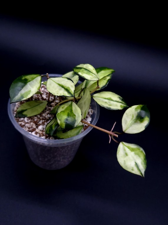 その他観葉植物 lacunosa minara &kentiana 'Lori rinn' Hoya Lacunosa Minara. - Etsy Canada
