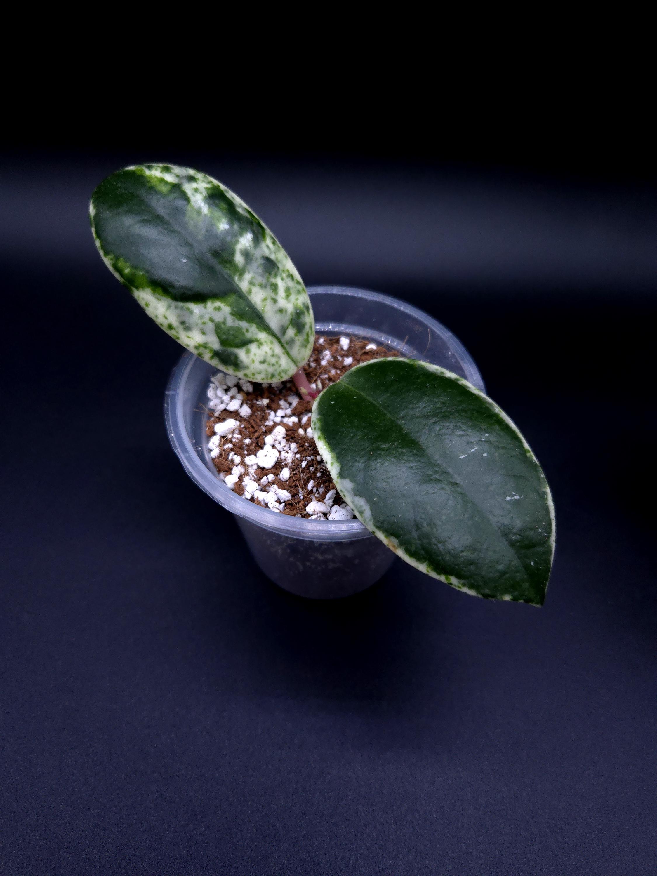 Hoya Madara Snow Angel - Etsy Canada