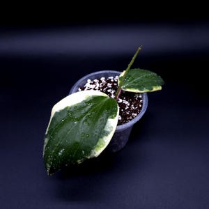 0906 ＊ホヤ ＊ Hoya ＊ latifolia ＊silver Hoya Latifolia Silver - Etsy Canada