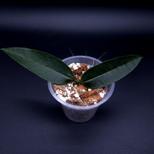 Peut inclure: Une petite plante avec deux feuilles allongées, vert foncé et pointues, poussant dans un pot en plastique transparent. Le terreau se compose de copeaux de fibre de coco bruns et de particules de perlite blanche pour le drainage.