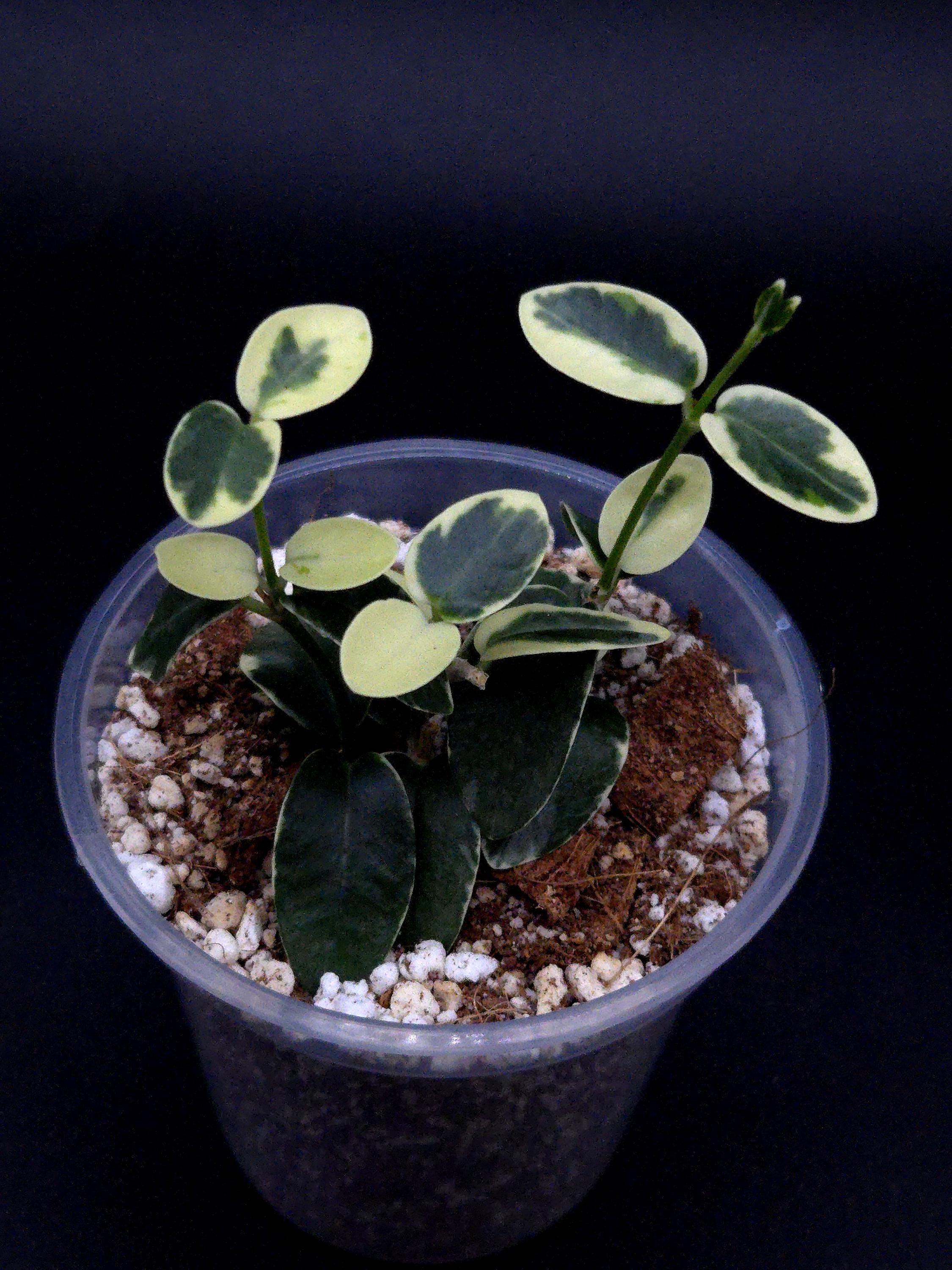Hoya Chinghungensis Variegated - Etsy Canada