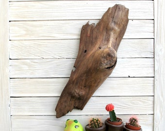 Unique Rare find driftwood wall hanging - 18 " / Wall decor / office decoration display