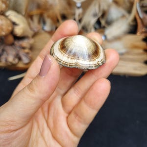 Beautiful pattern and shape - polished baryte with marcasite, Lubin, Poland image 1